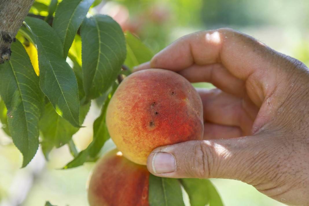 Meyve bahçesine giren üretici gözyaşlarını tutamadı! Tonlarca meyvenin çürüme nedeni şaşırttı 15